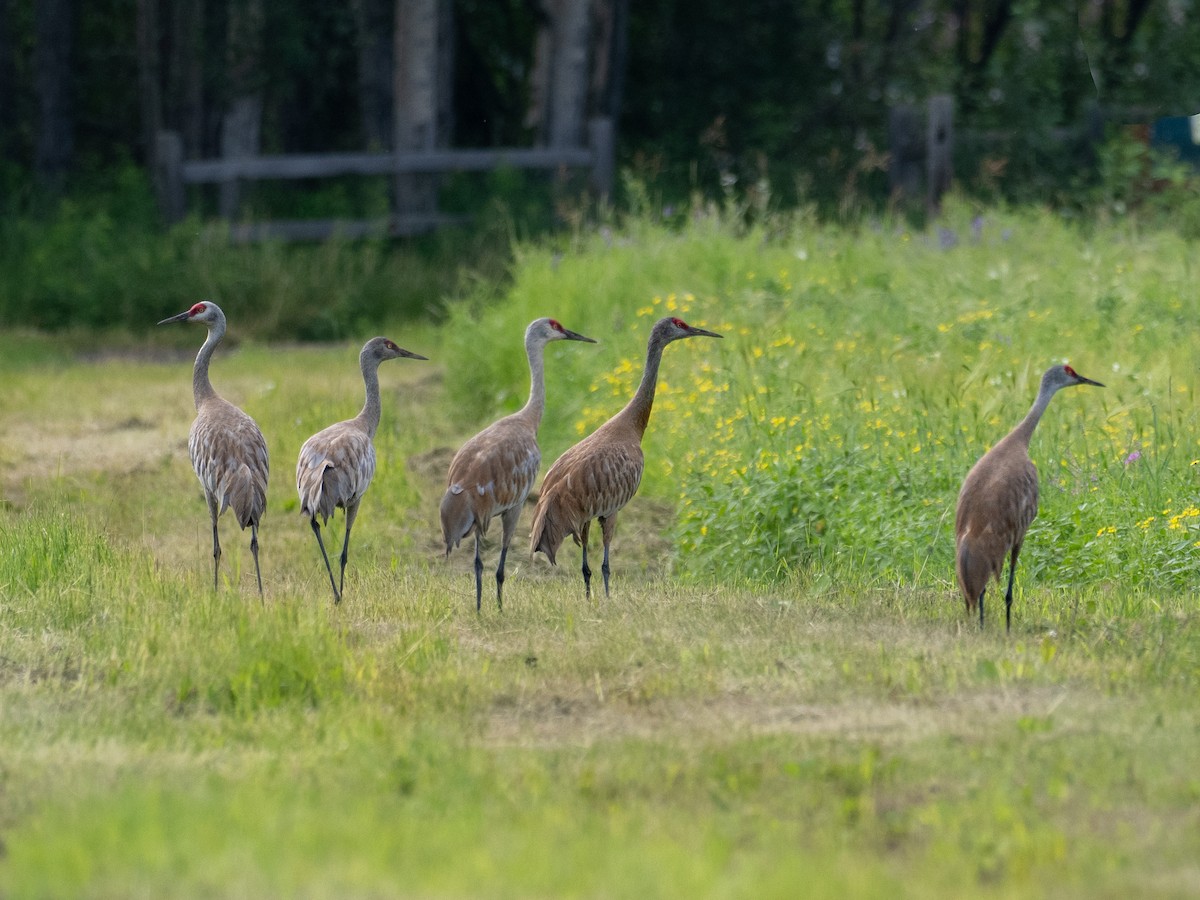 Sandhill Crane - ML639464909