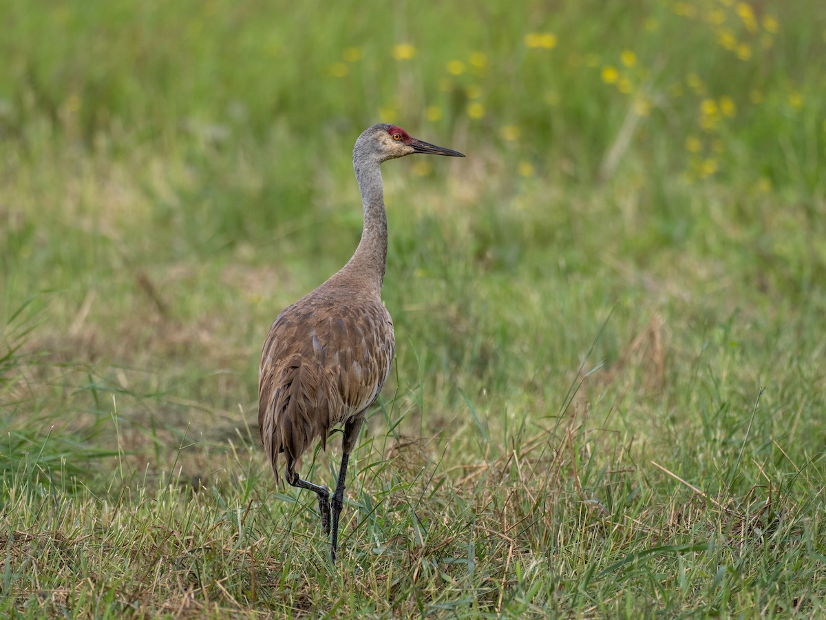 Sandhill Crane - ML639464910