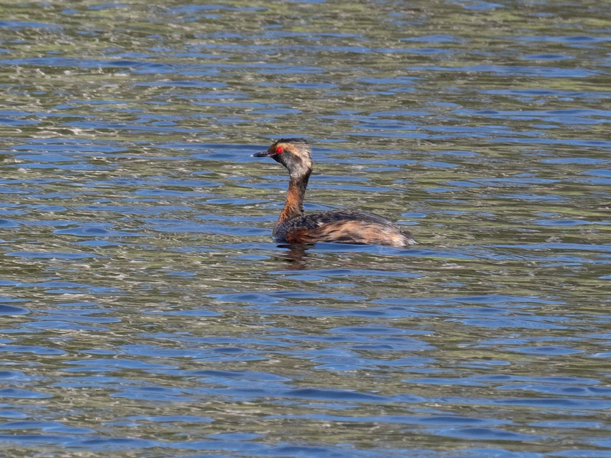 Horned Grebe - ML639464986