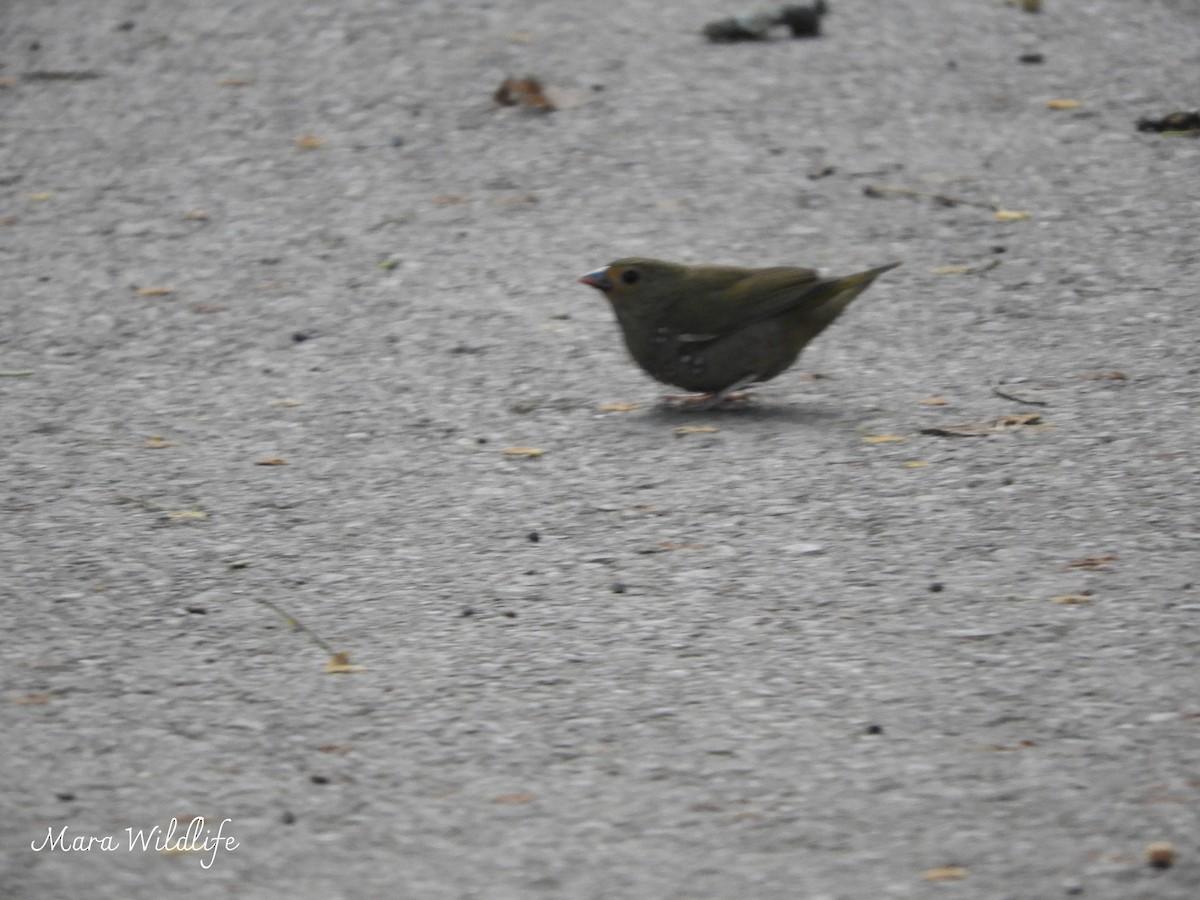 Green-backed Twinspot - ML639465010