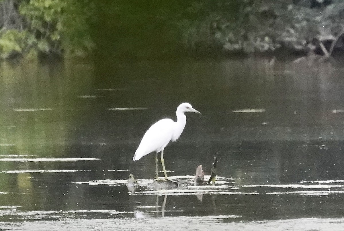 Little Blue Heron - ML639465019