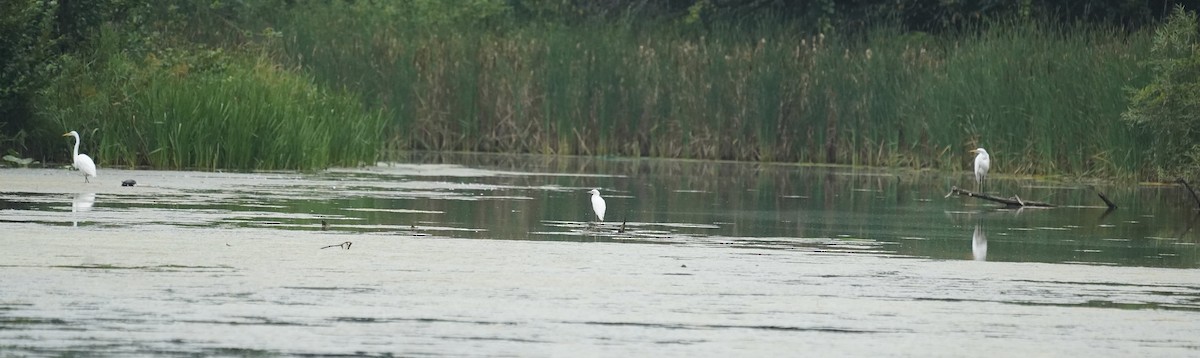Little Blue Heron - ML639465020