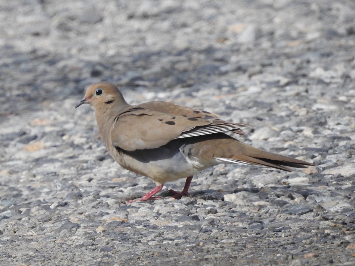 Mourning Dove - ML639465035