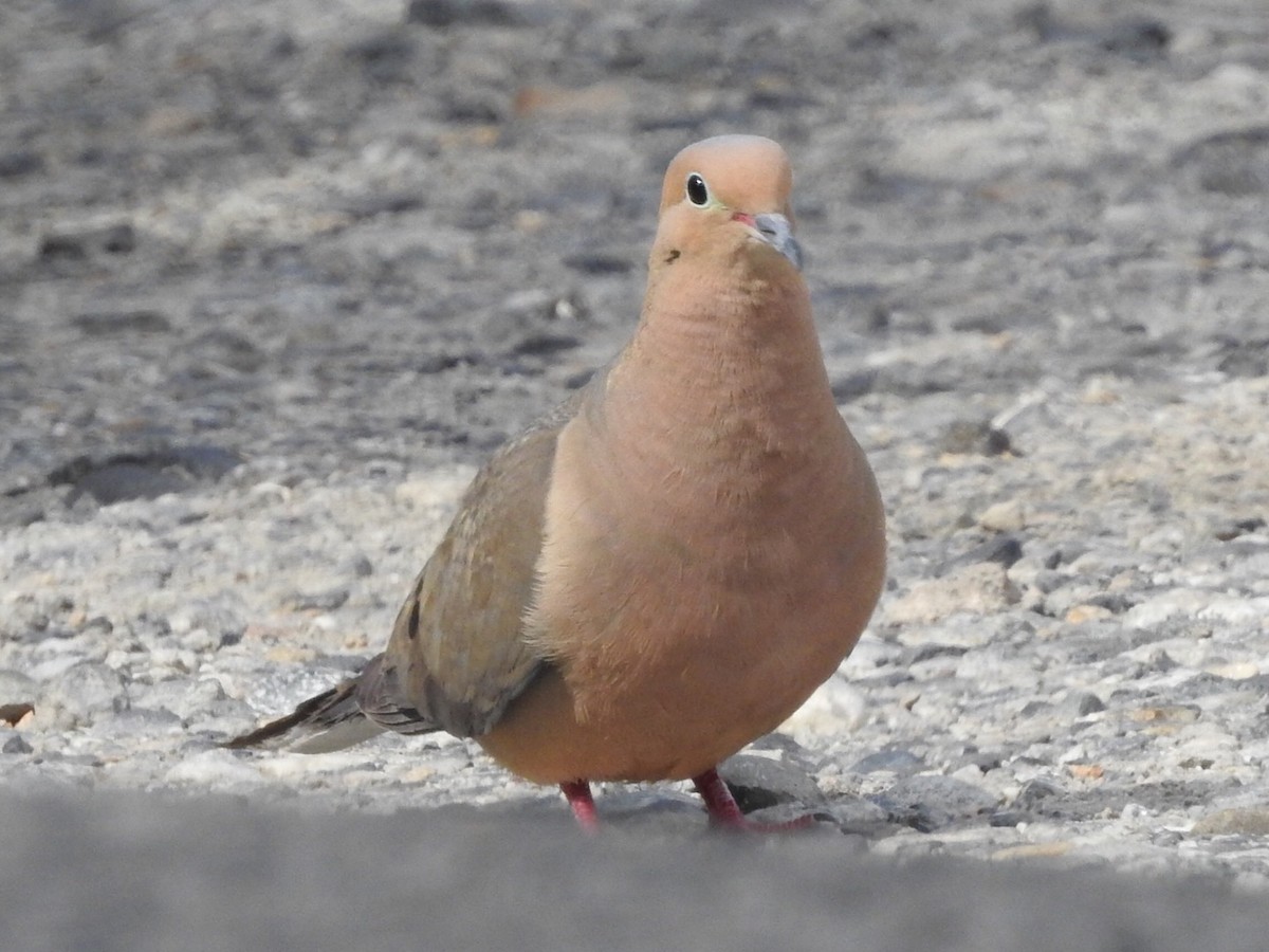 Mourning Dove - ML639465037