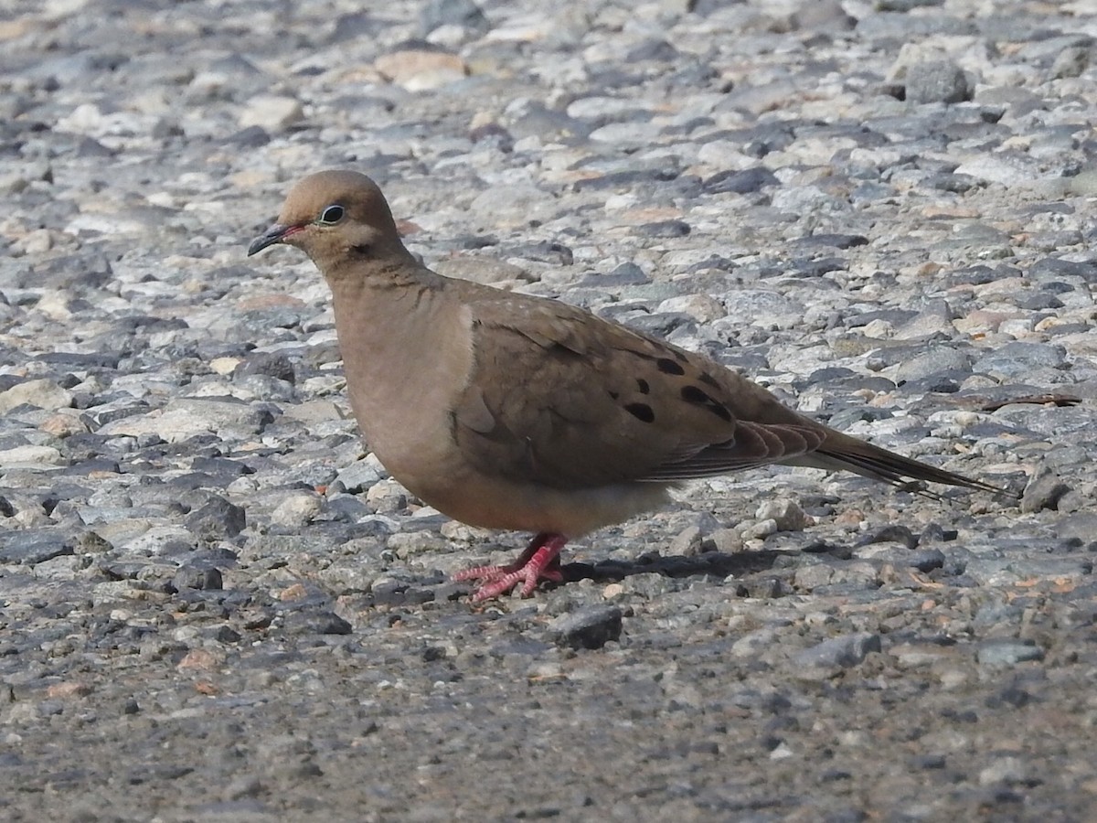 Mourning Dove - ML639465038