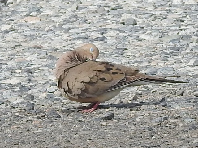 Mourning Dove - ML639465039
