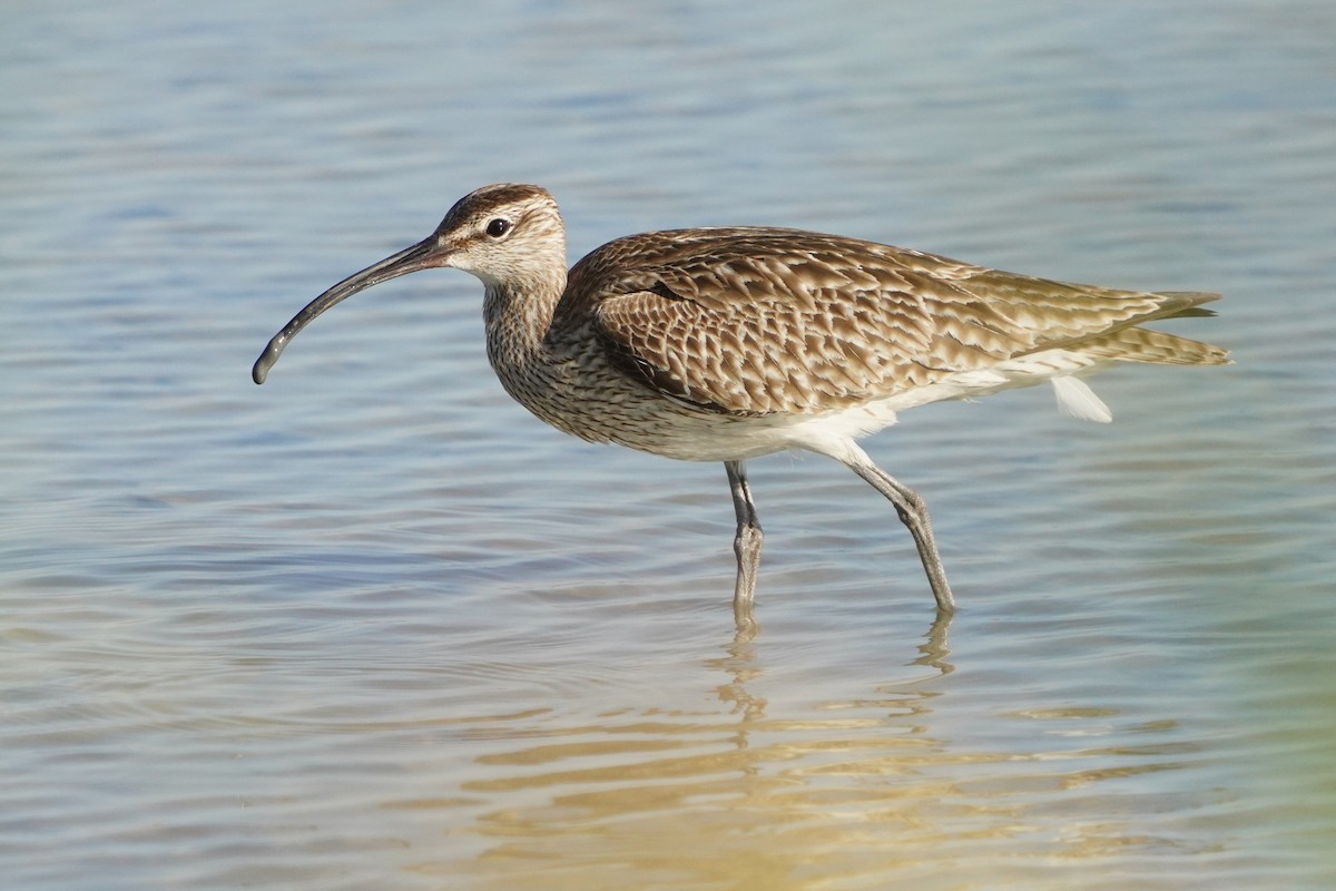 koliha malá - ML639465076