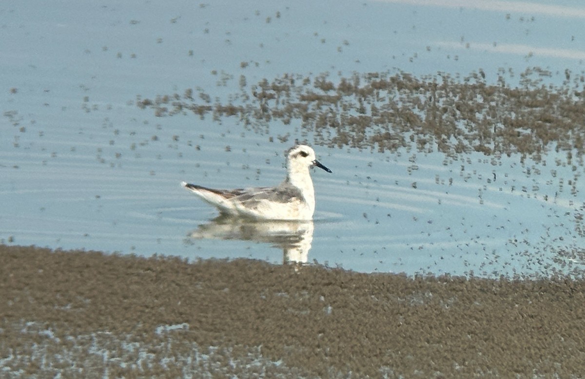 Red Phalarope - ML639465229