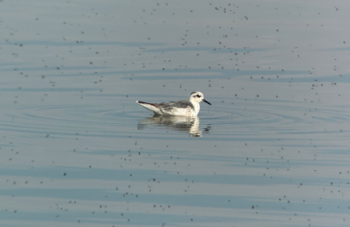 Red Phalarope - ML639465230