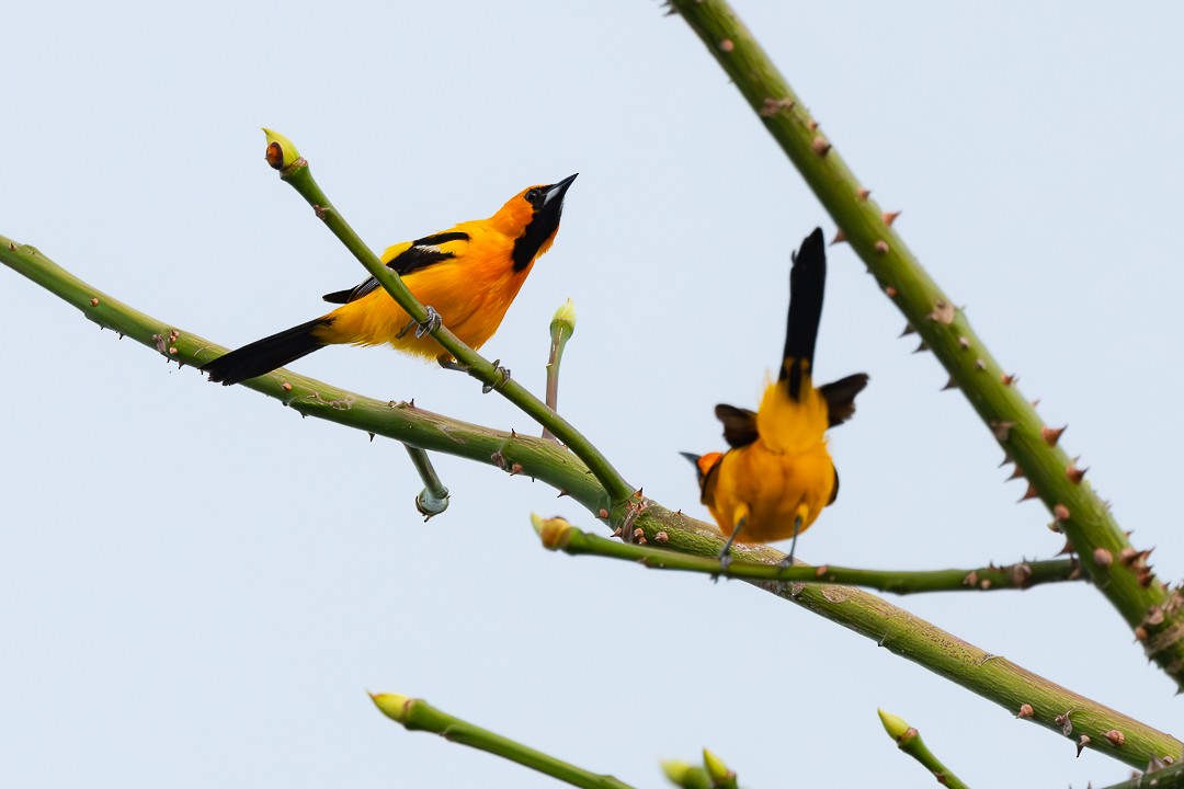 Orange Oriole - ML639465244