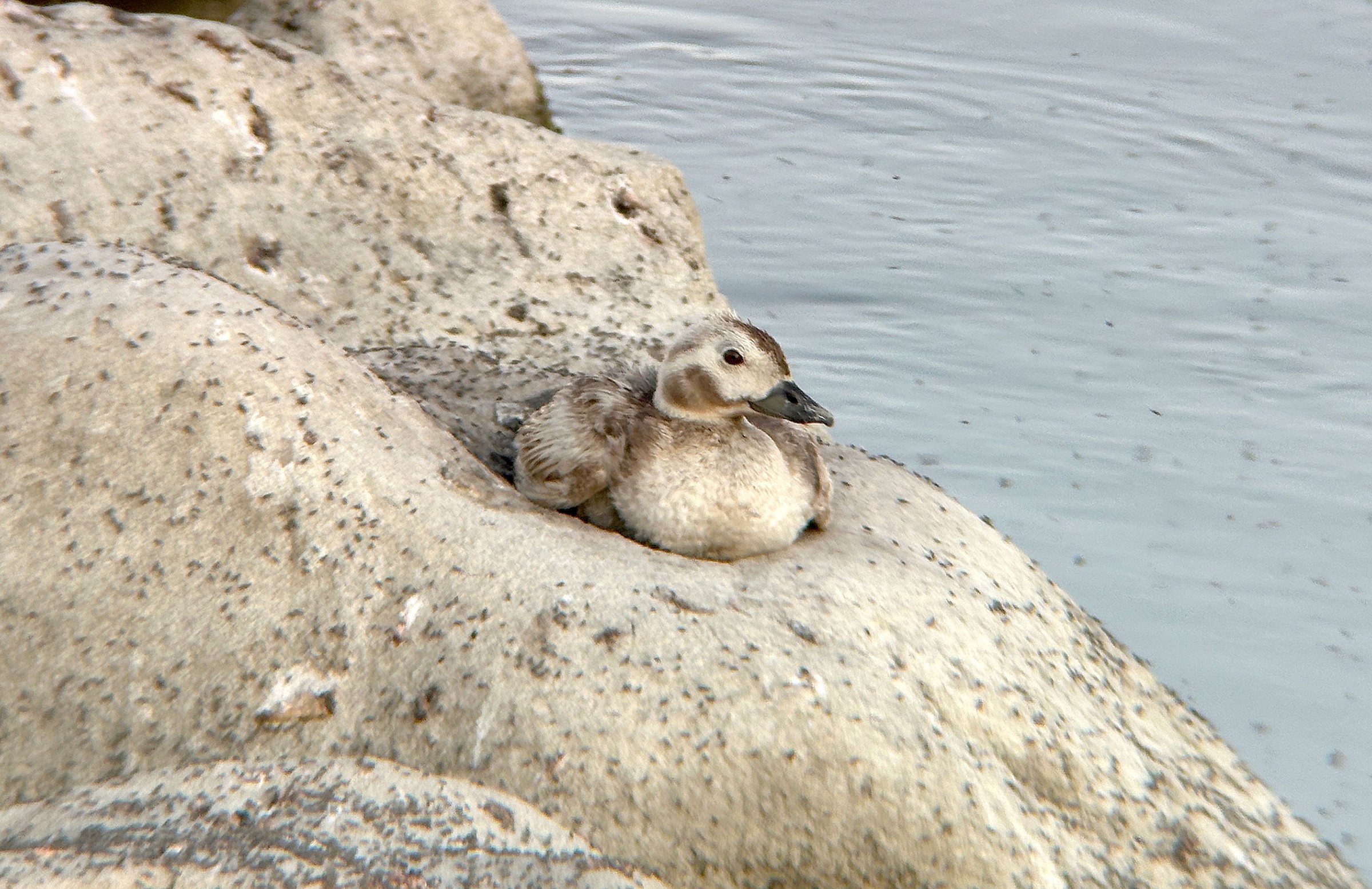 Long-tailed Duck