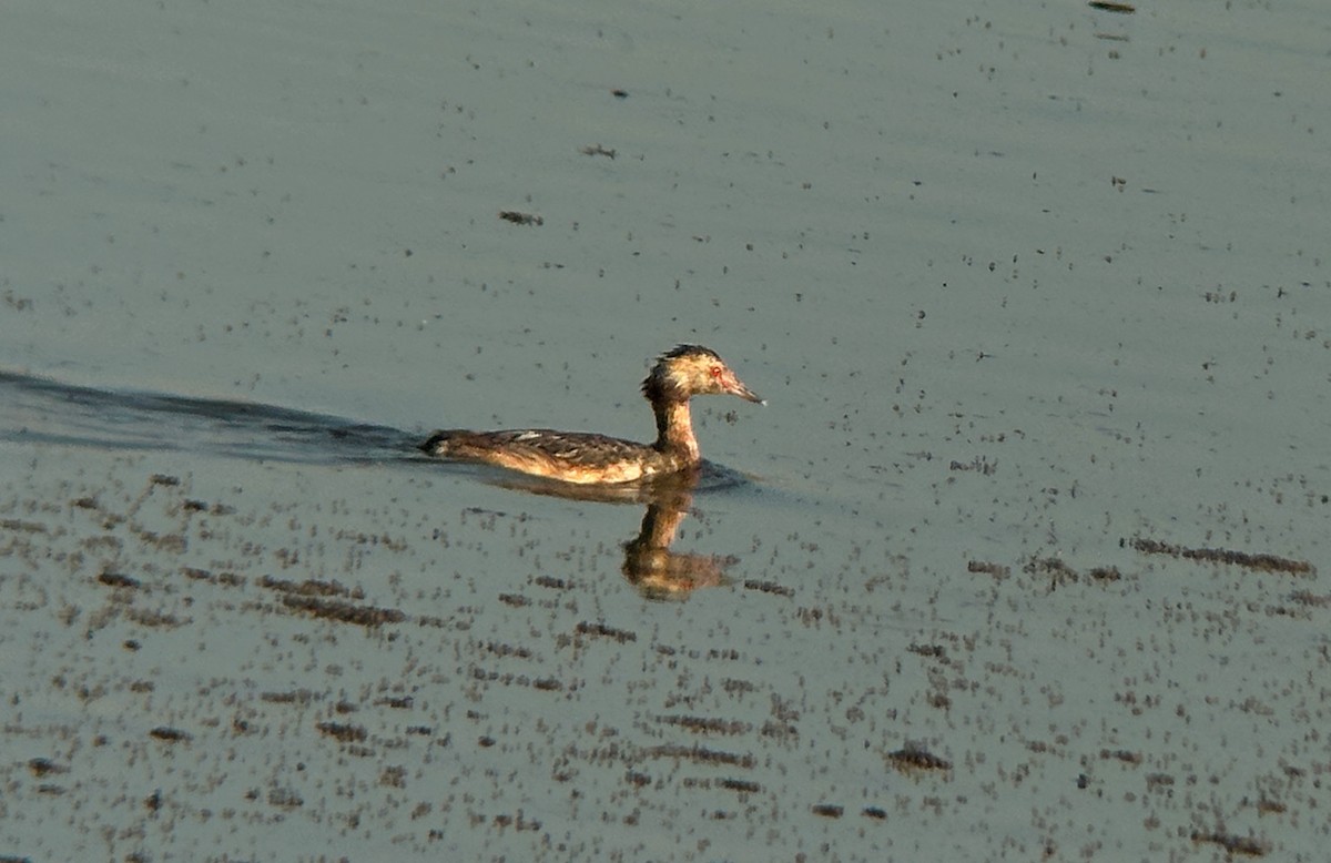 Horned Grebe - ML639465261