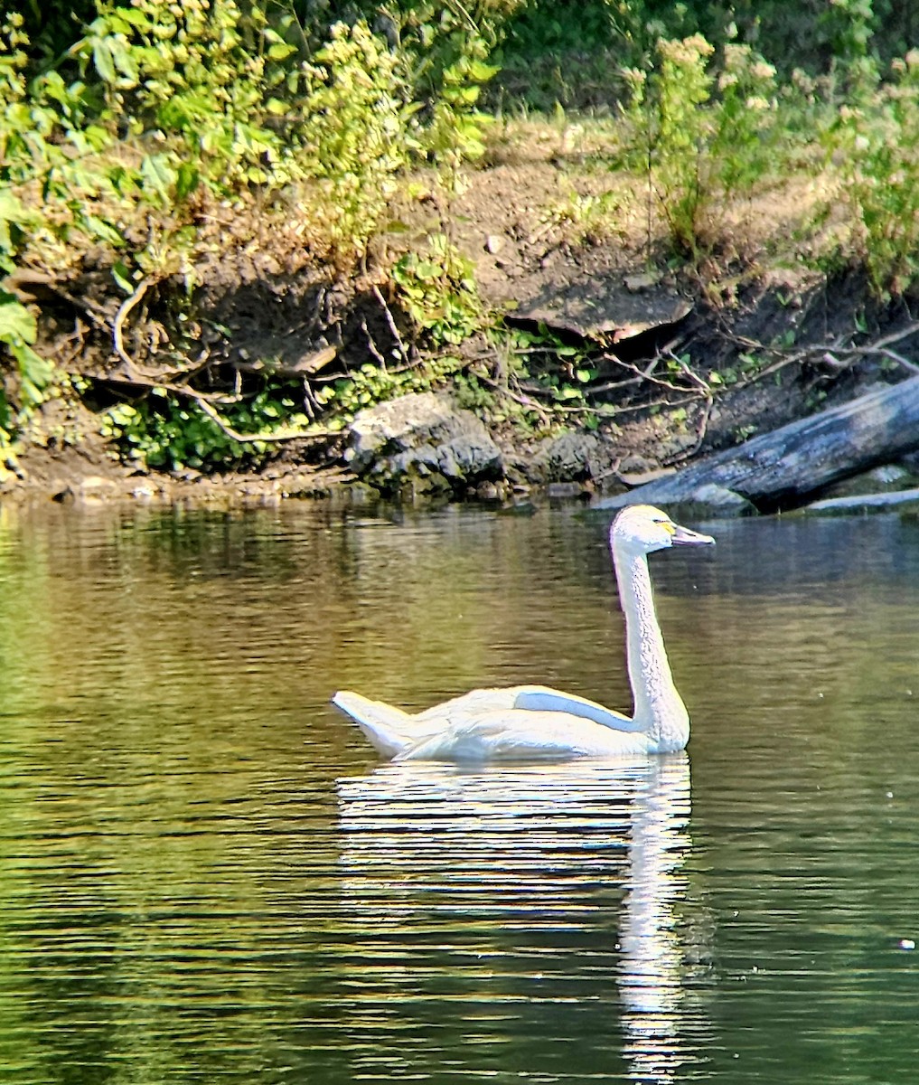 Tundra Swan (Whistling) - ML639465287