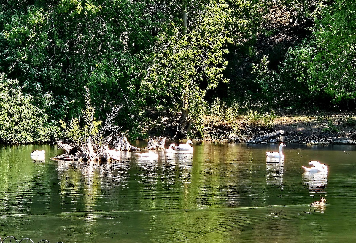 Tundra Swan (Whistling) - ML639465288