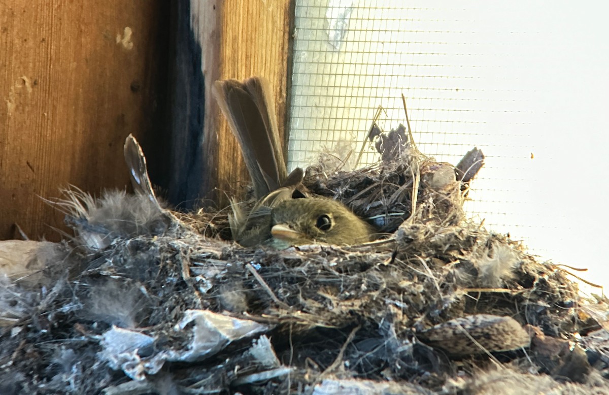 Western Flycatcher - ML639465305