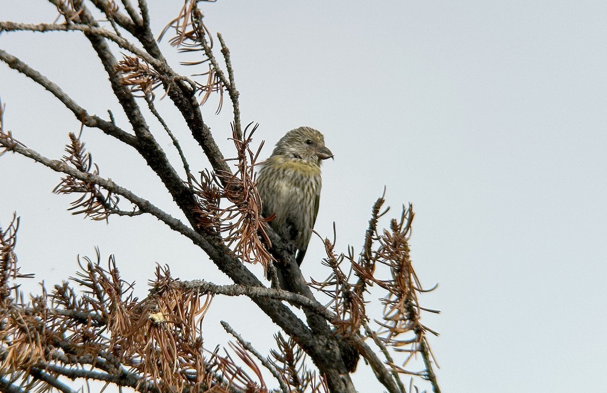 Cassia Crossbill - ML639465316
