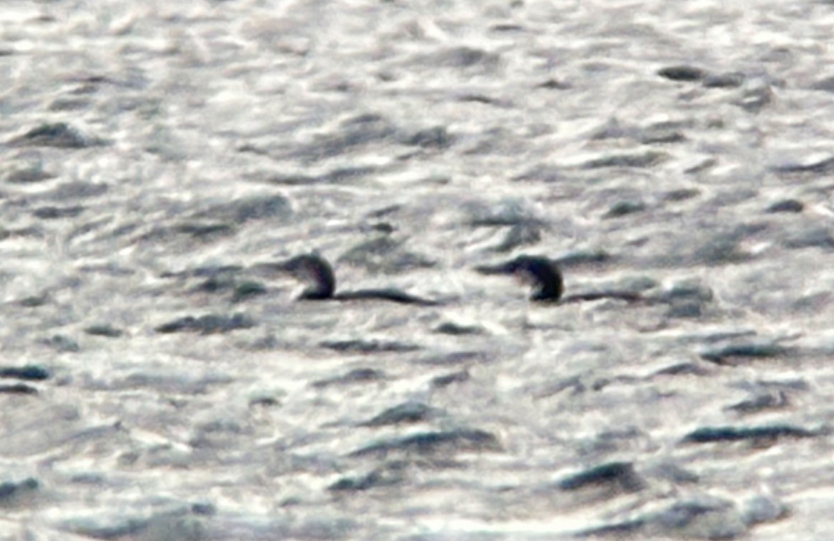 Common Loon - ML639465374