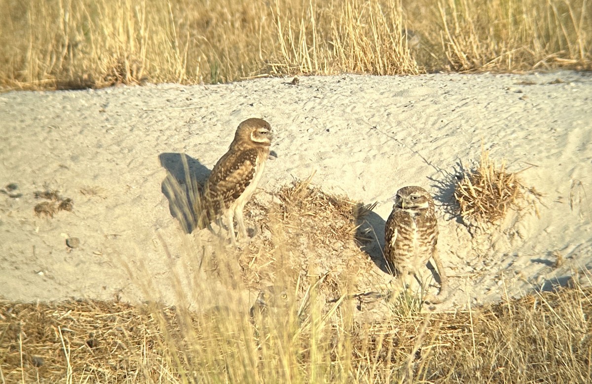 Burrowing Owl - ML639465395