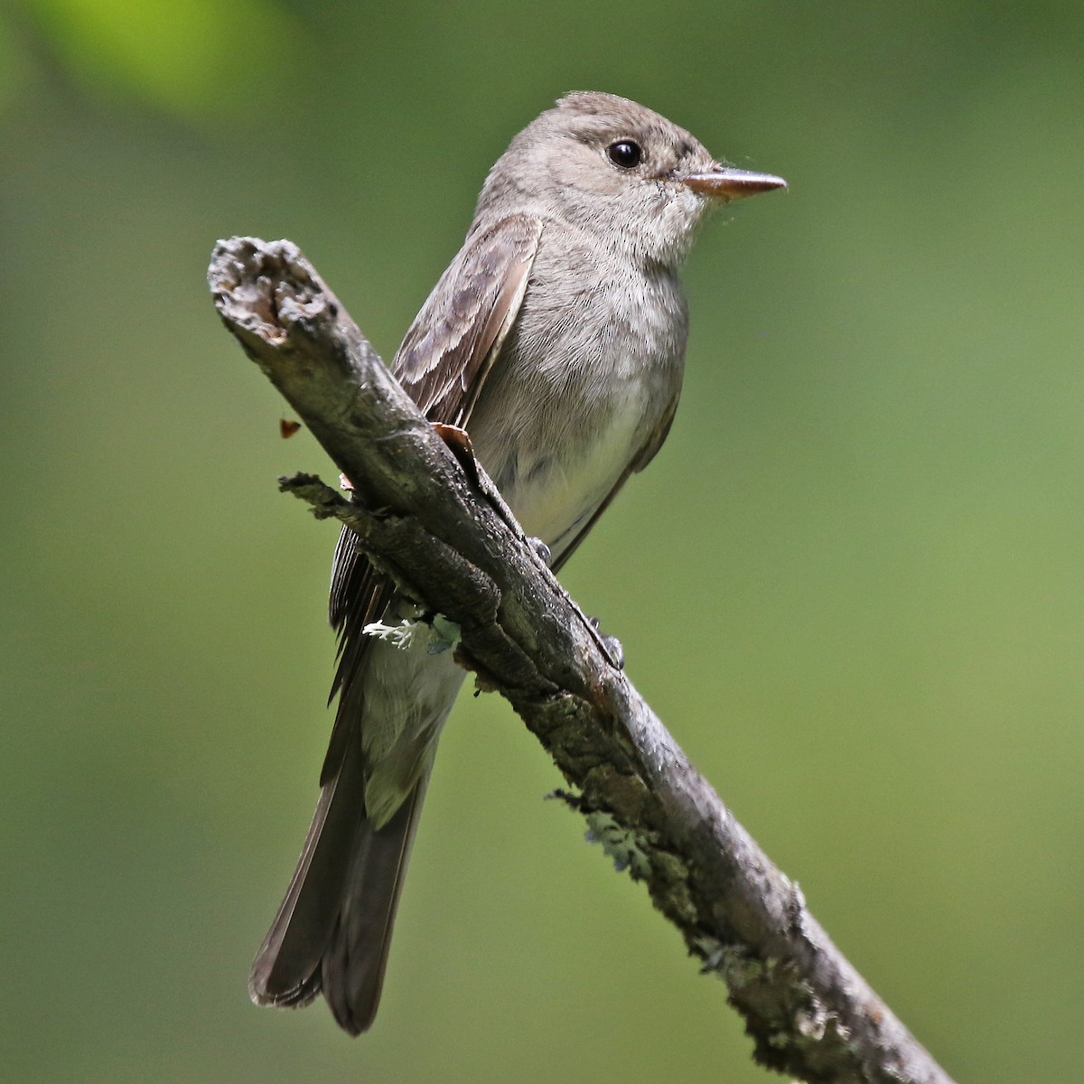 Western Wood-Pewee - ML639465442