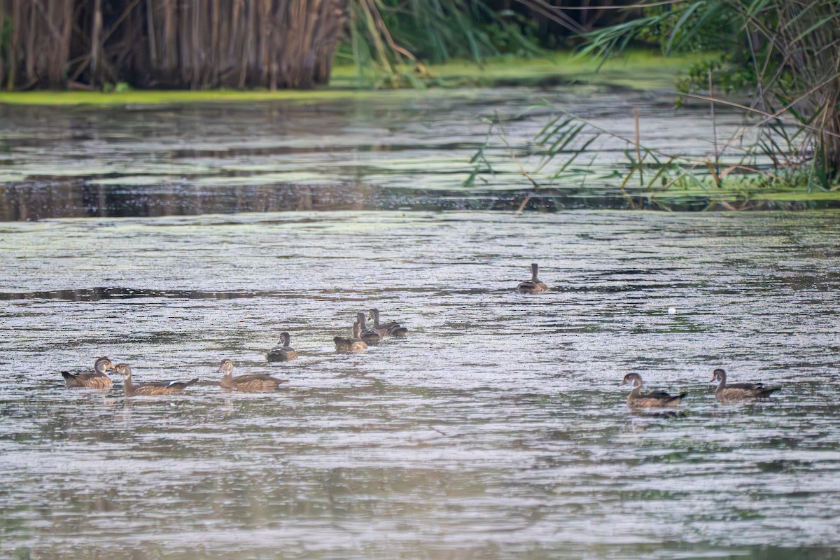 Wood Duck - ML639465562