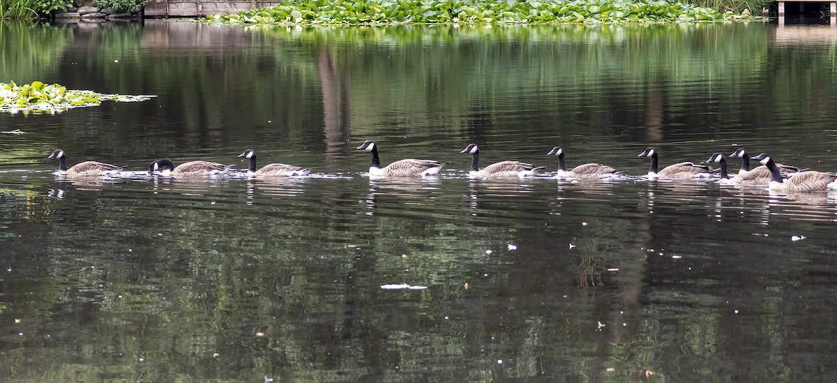 Канад галуу - ML639465592