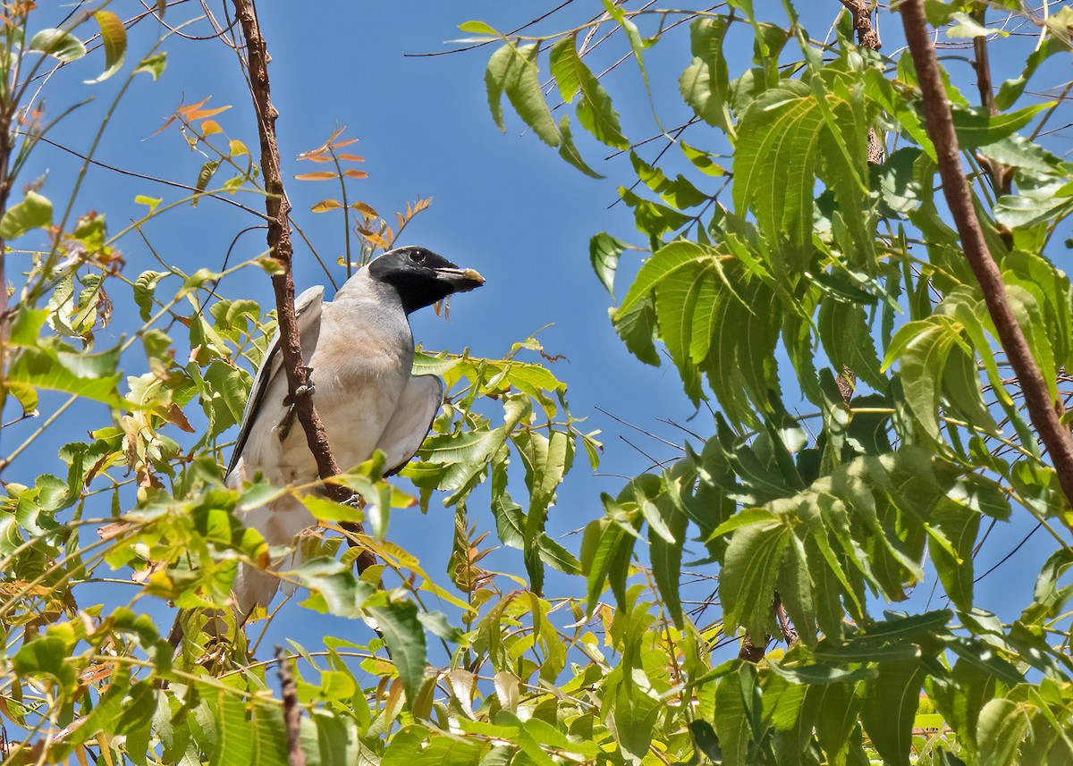 Black-faced Cuckooshrike - ML639465613