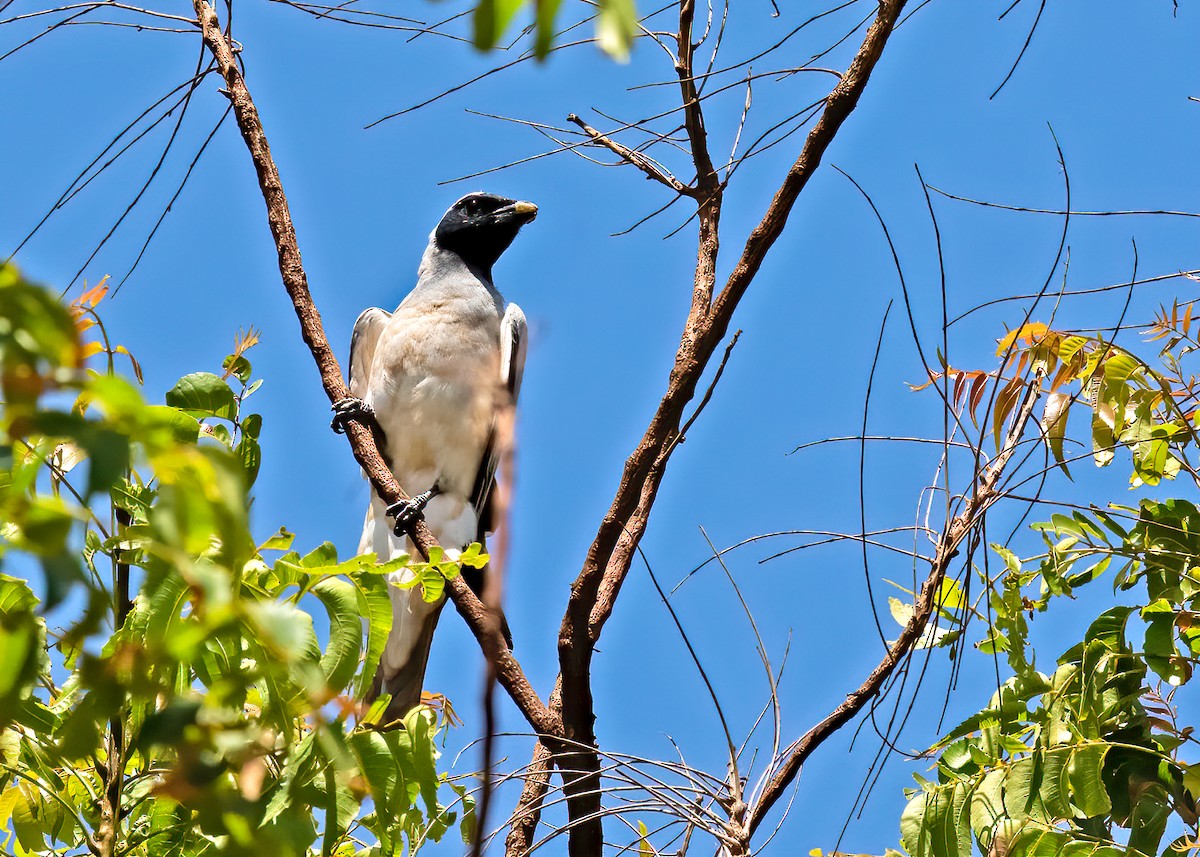 Black-faced Cuckooshrike - ML639465614