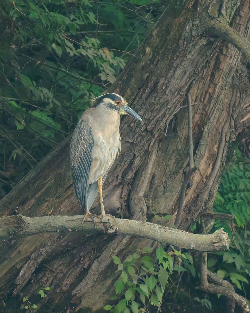 Yellow-crowned Night Heron - ML639465632