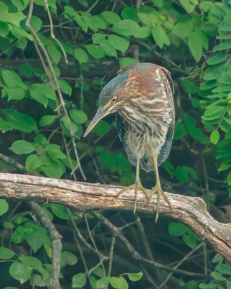 Green Heron - ML639465637