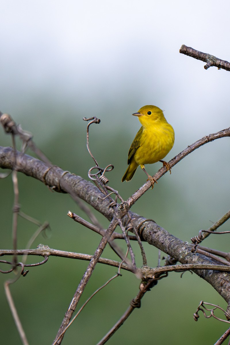 Yellow Warbler (Northern) - ML639465696