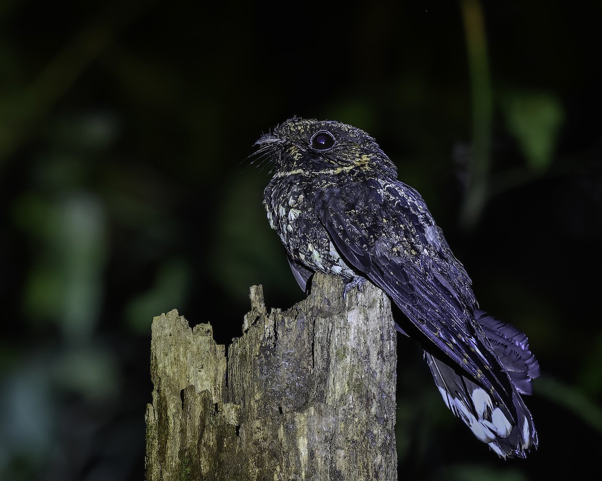 Silky-tailed Nightjar - ML639465758