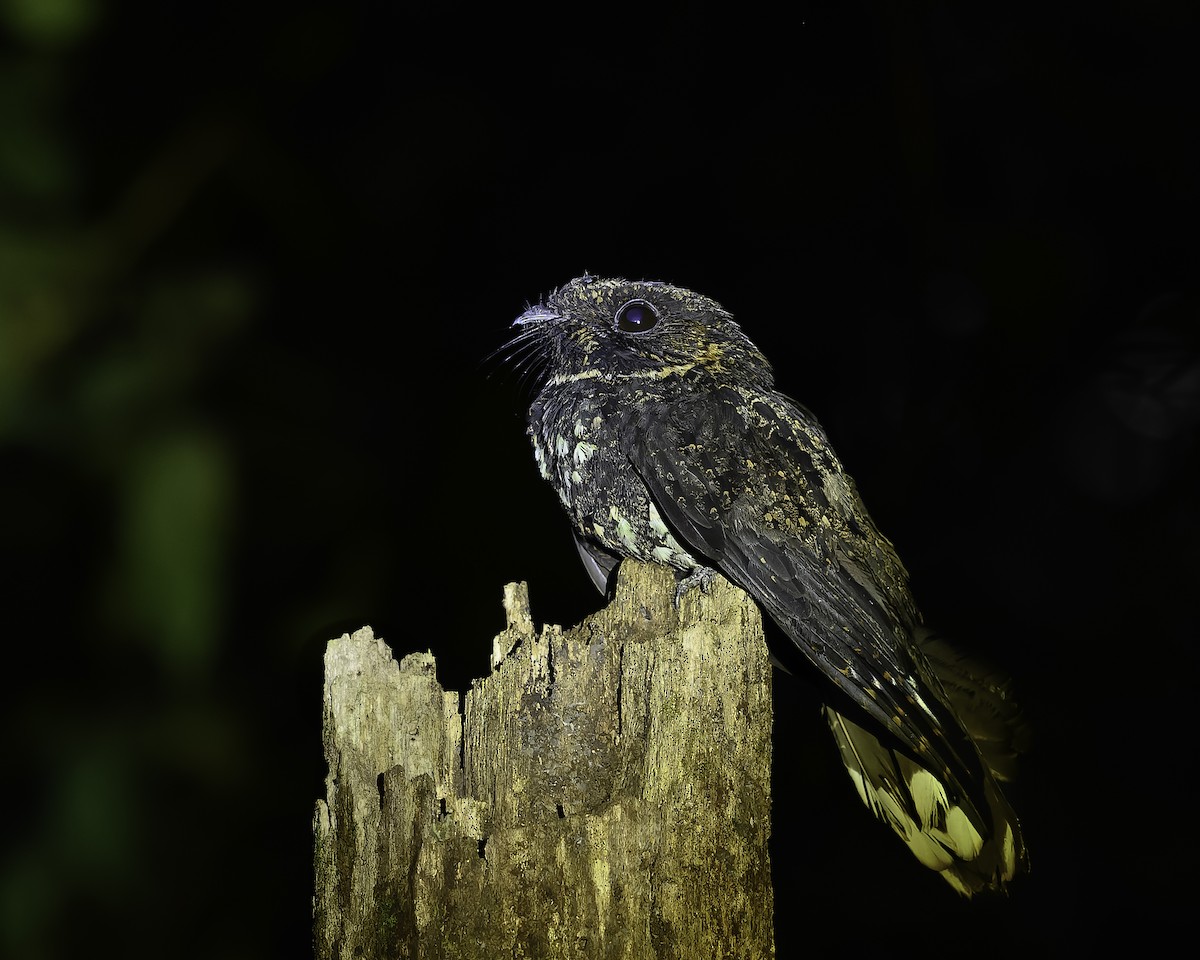 Silky-tailed Nightjar - ML639465759