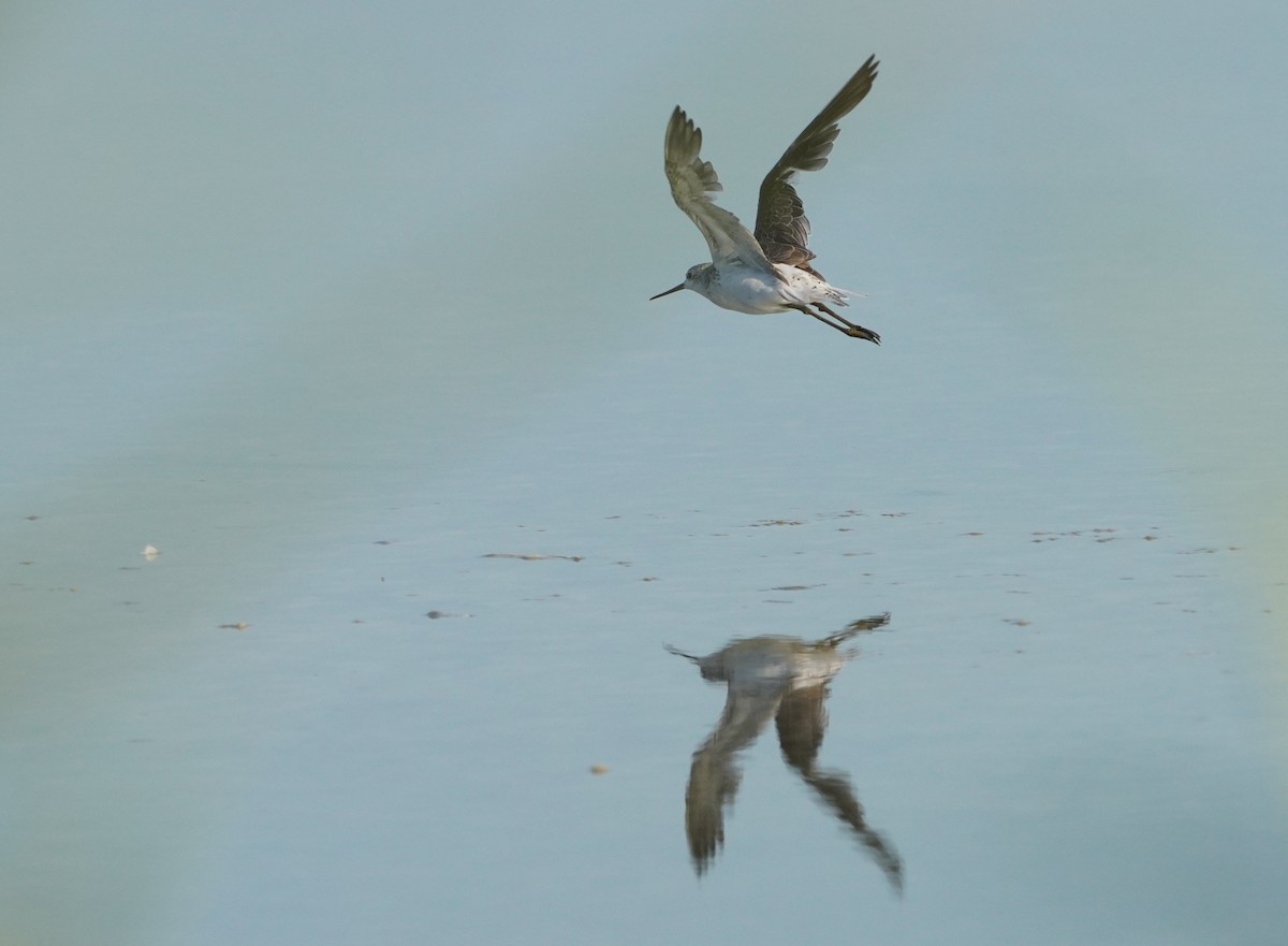 vodouš štíhlý - ML639465875