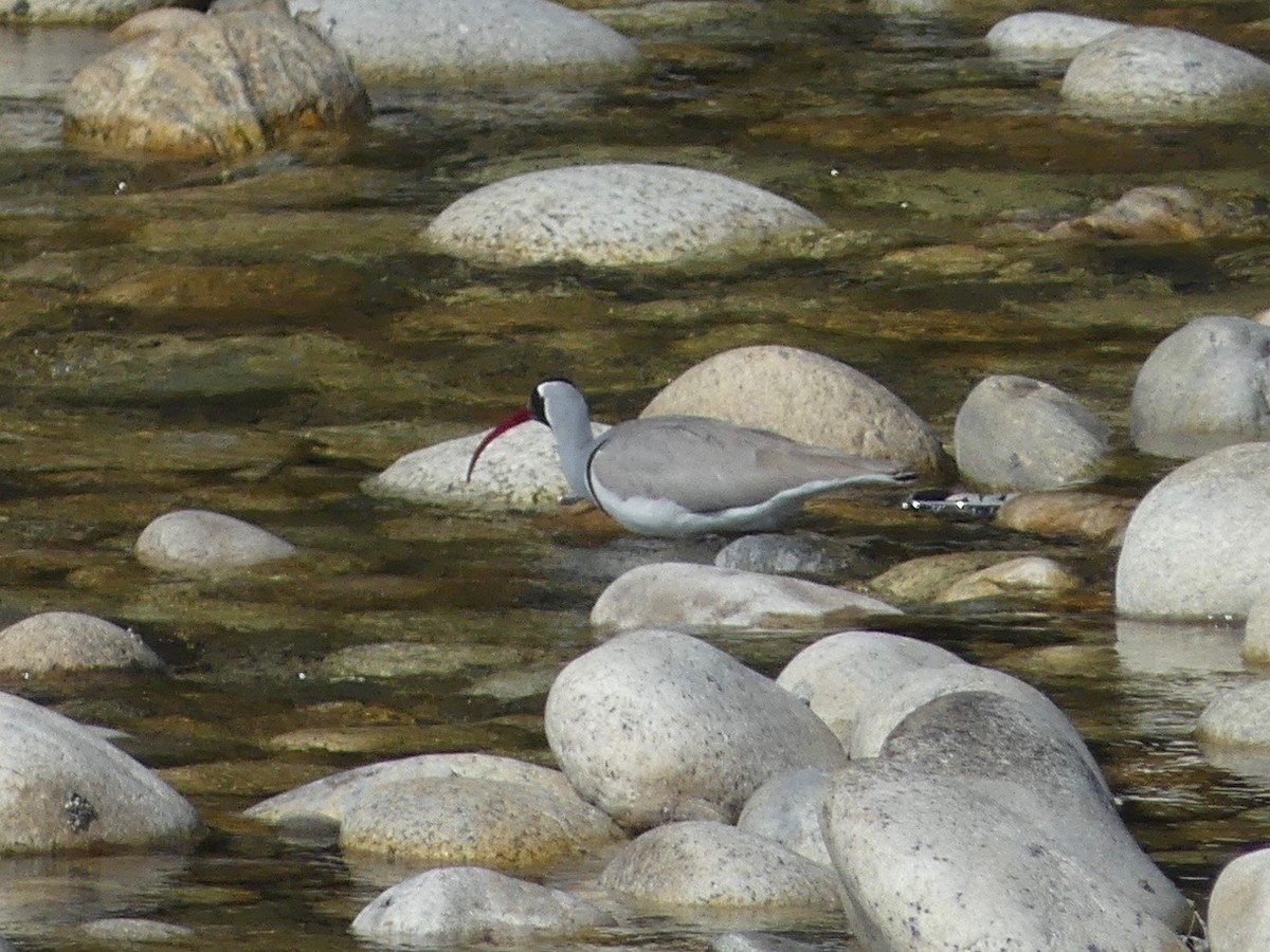 Ibisbill - ML639465886