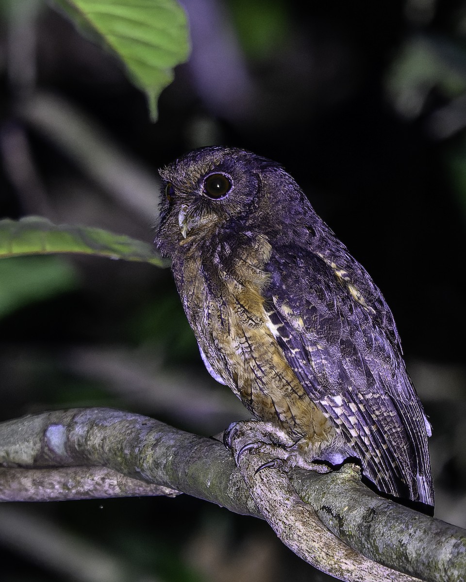 Tawny-bellied Screech-Owl - ML639466058