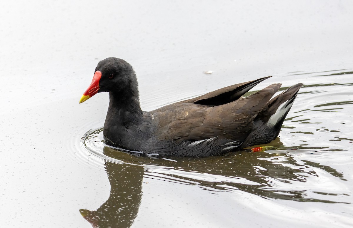 Хажилгат түнжүүр - ML639466072