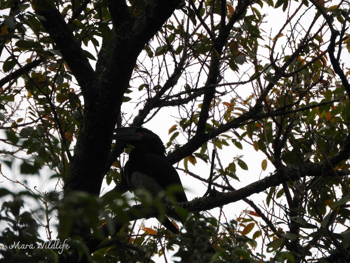 Trumpeter Hornbill - ML639466097
