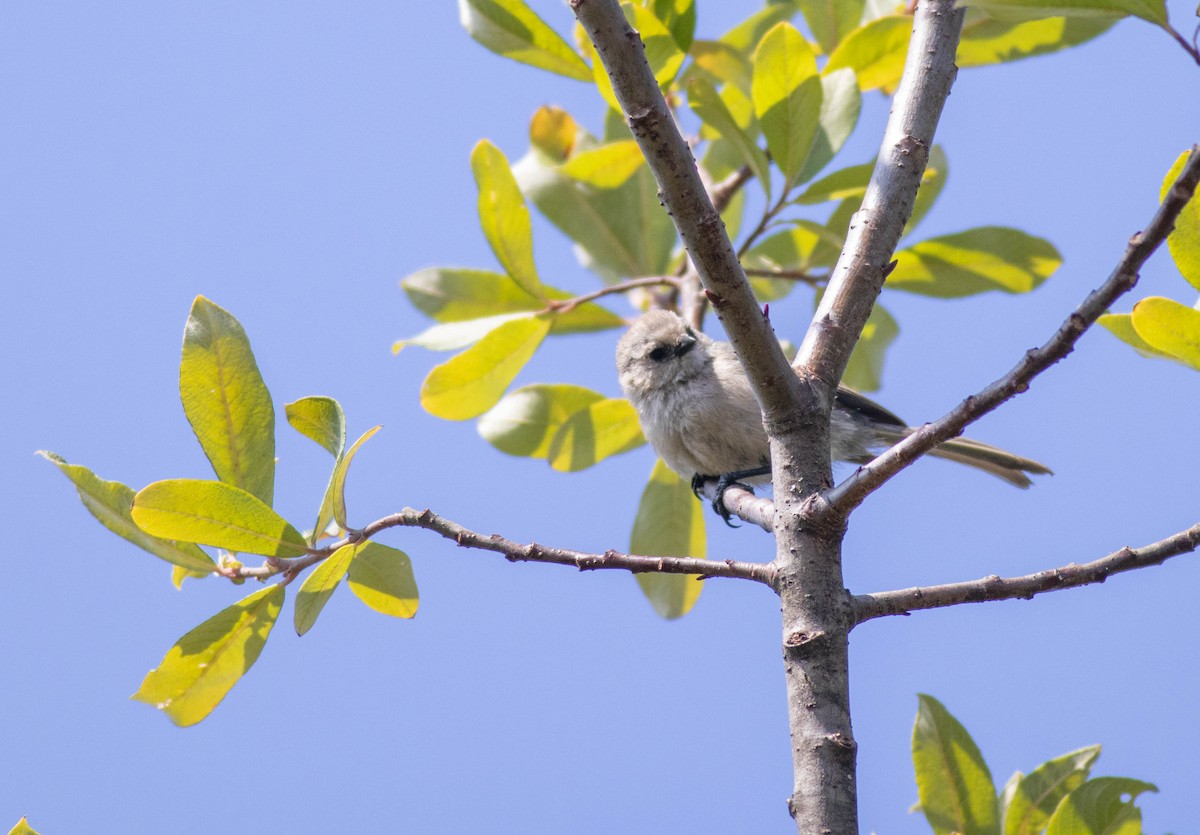 Bushtit (Pacific) - ML639466135