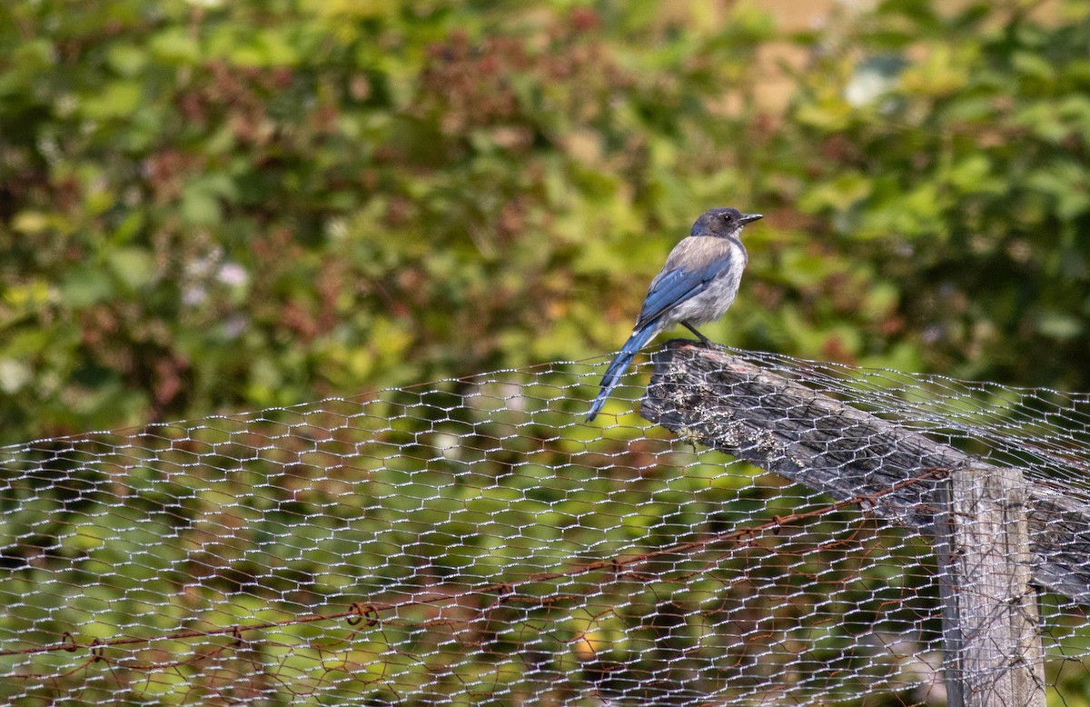 California Scrub-Jay - ML639466152