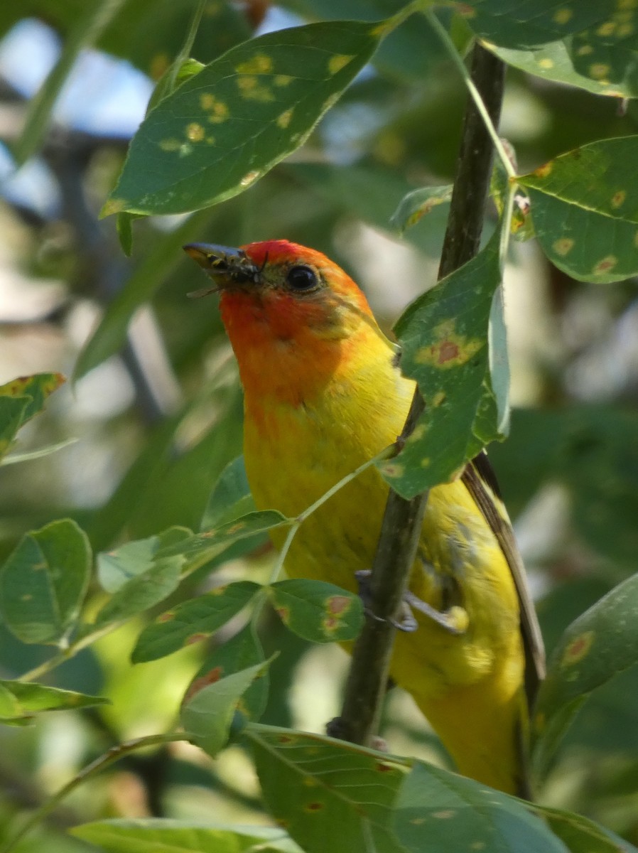 Western Tanager - ML639466164