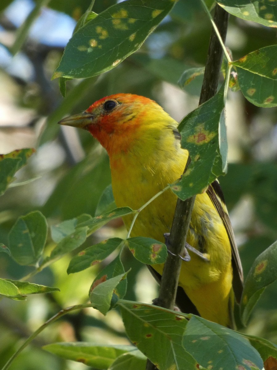 Western Tanager - ML639466191