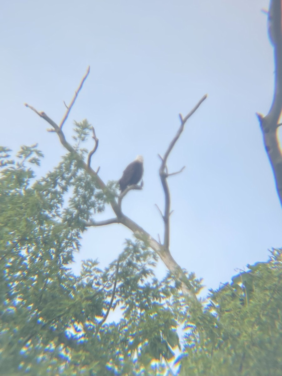 Bald Eagle - ML639466214