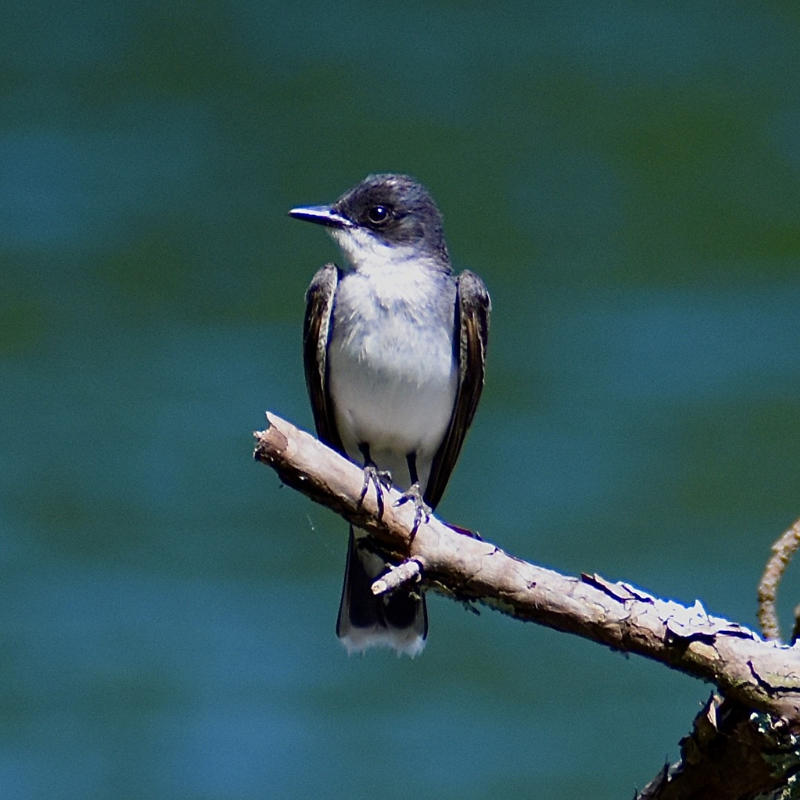 tyran obecný - ML639466245