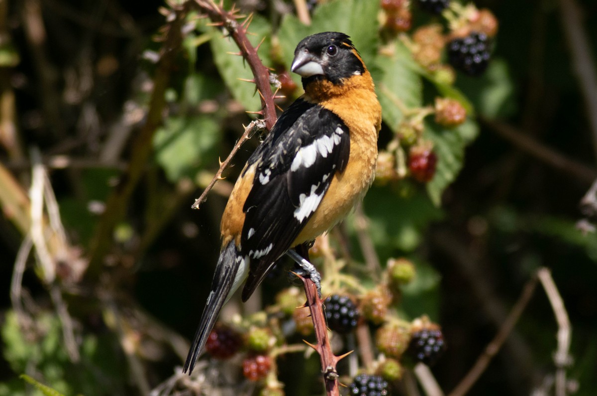 Black-headed Grosbeak - ML639466278