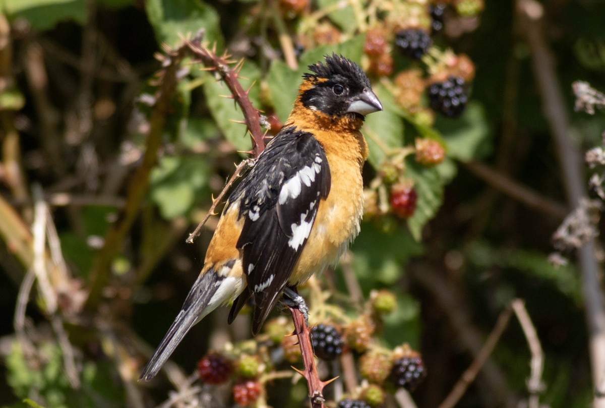 Black-headed Grosbeak - ML639466279