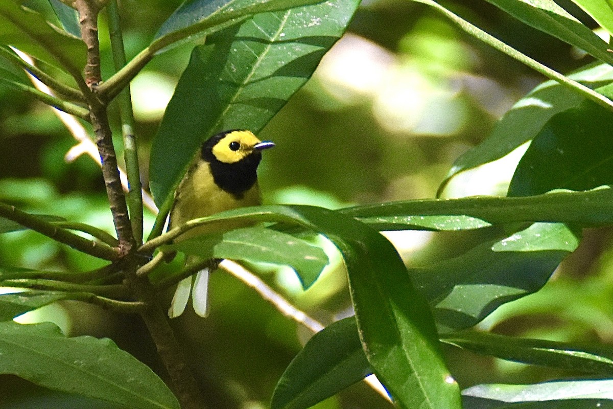 lesňáček kápový - ML639466281