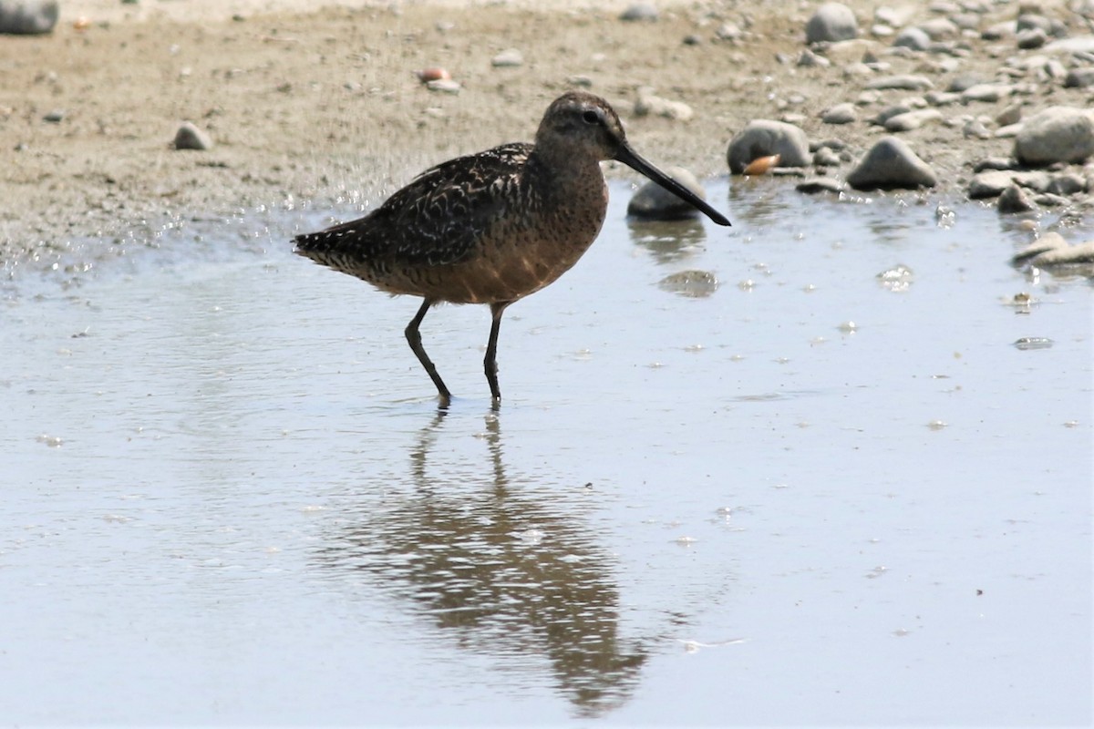 Long-billed Dowitcher - ML63946641