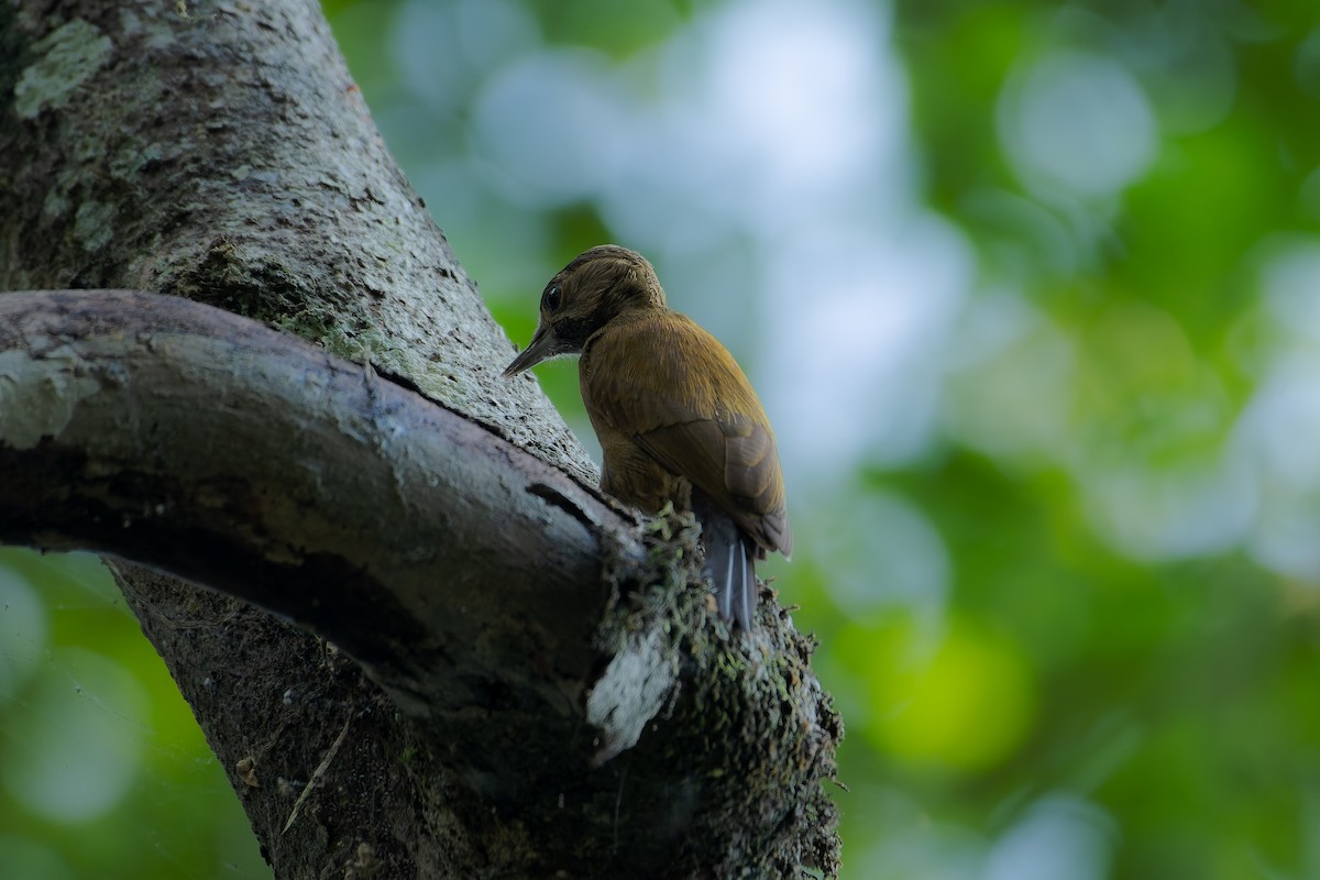 Smoky-brown Woodpecker - ML639466421
