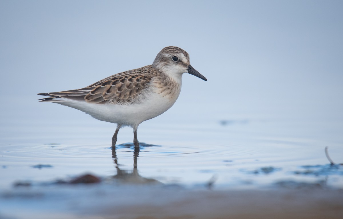 Semipalmated Sandpiper - Cedrik von Briel