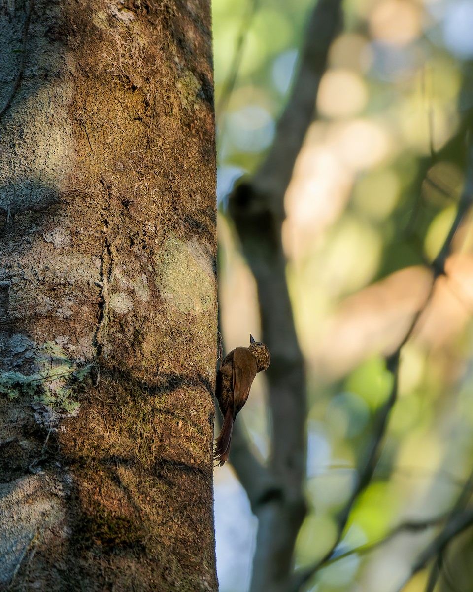 Wedge-billed Woodcreeper - ML639466457